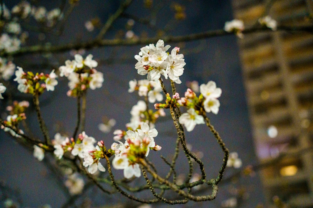 a branch with white flowers in front of a building