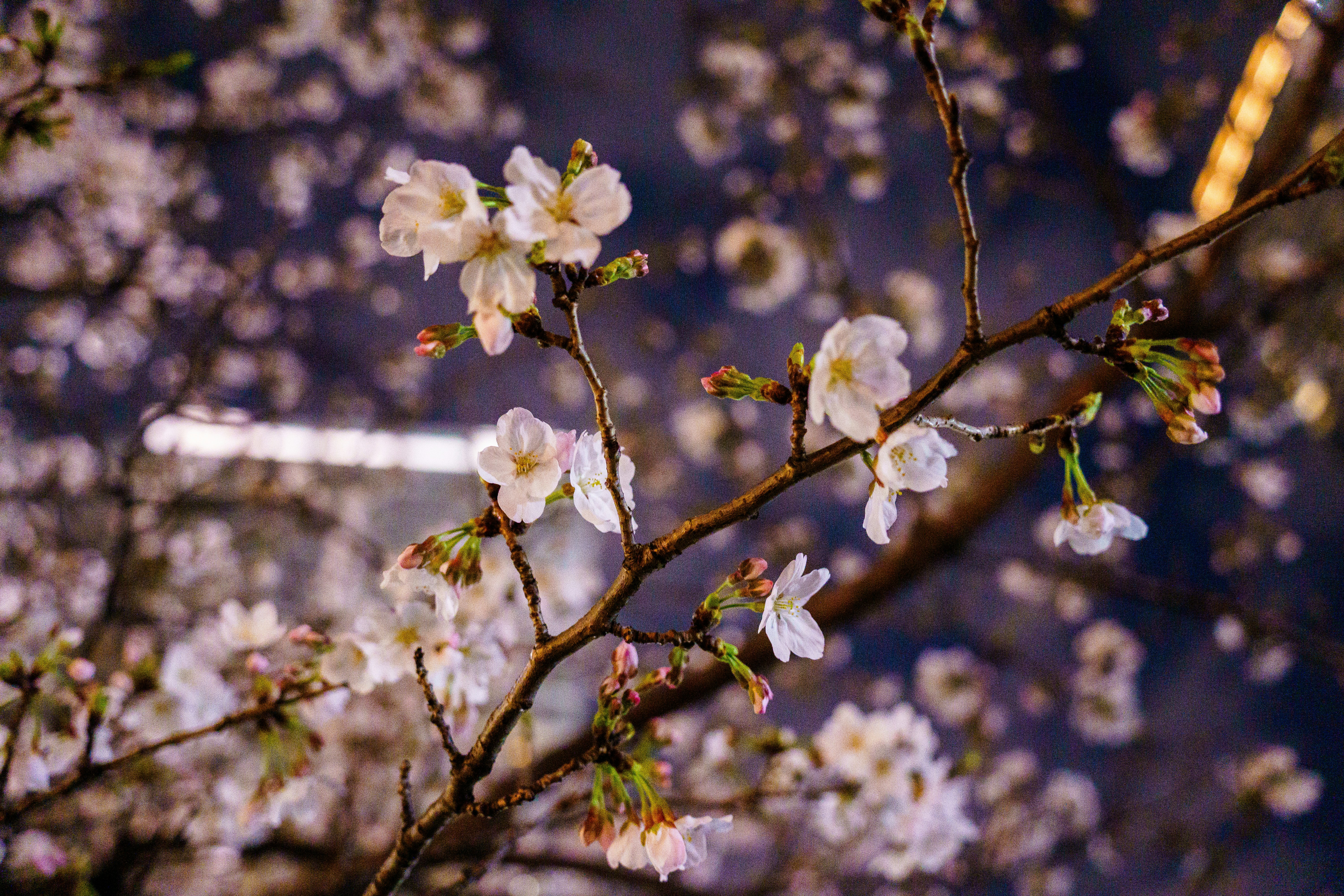 Photo by kent_shimazaki