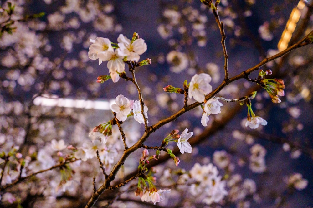 a close up of a tree with white flowers