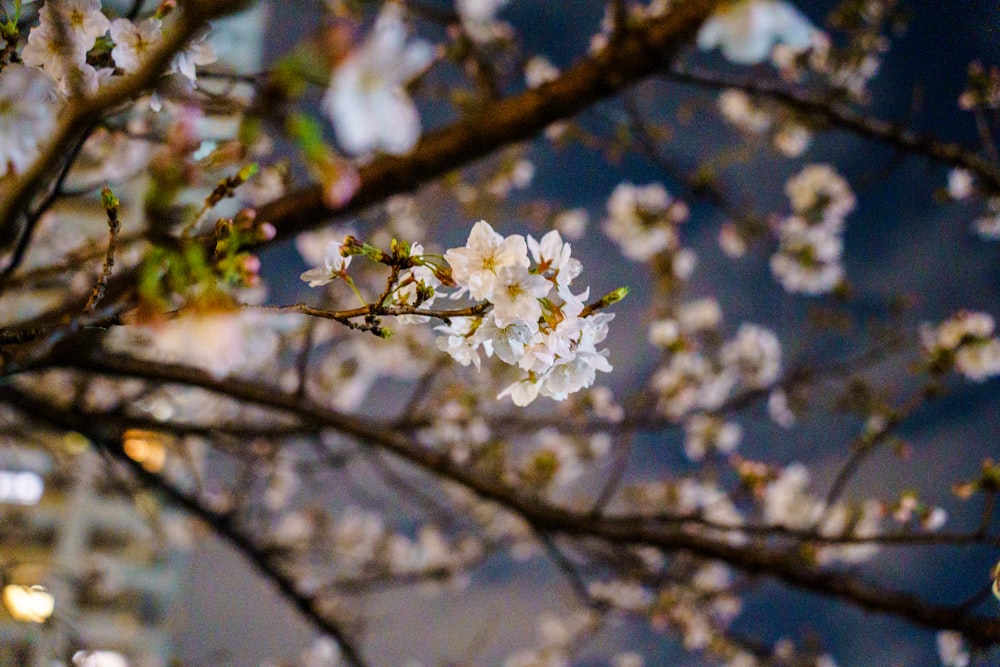 a tree with white flowers in front of a building