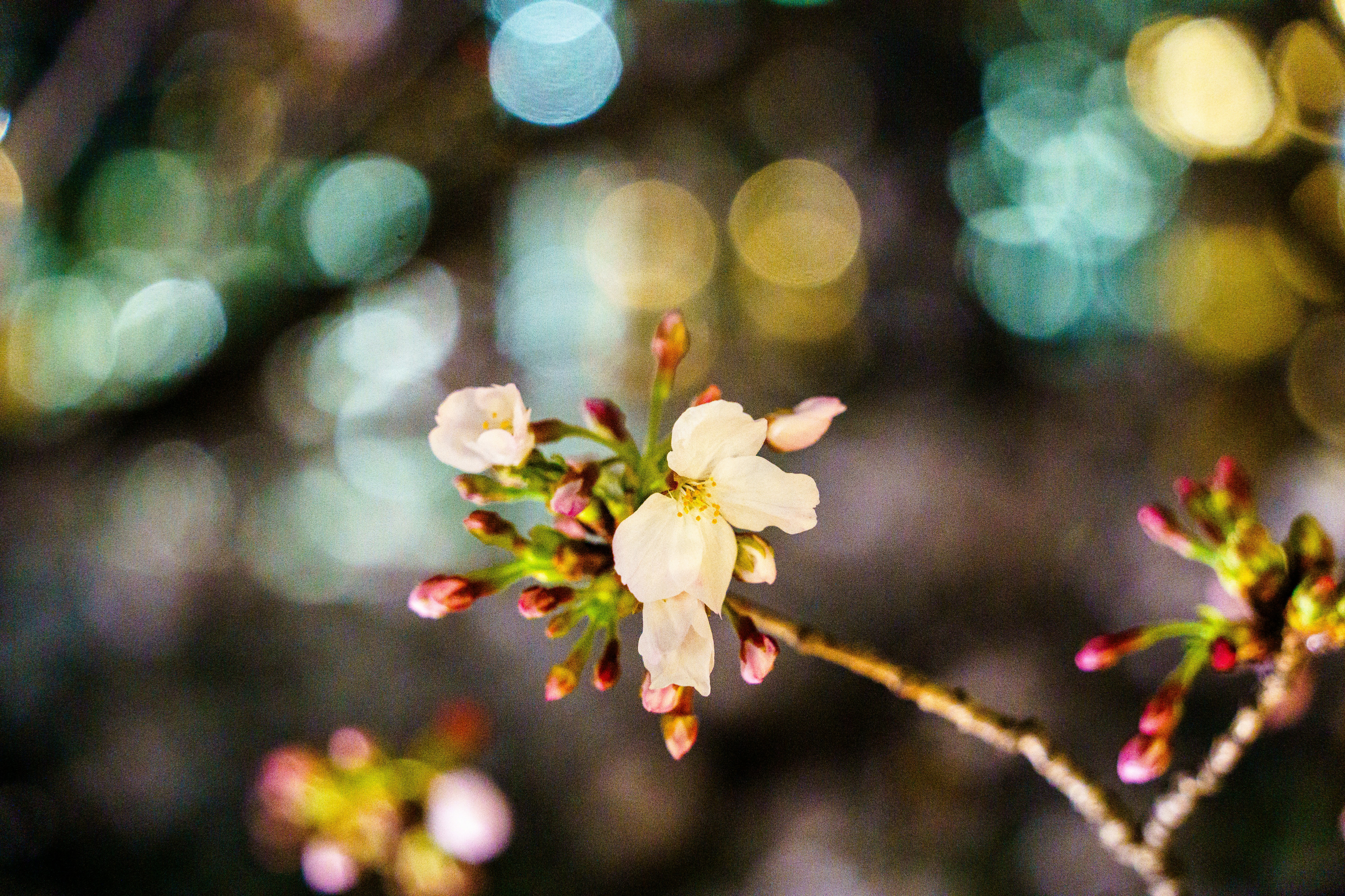 Photo by kent_shimazaki