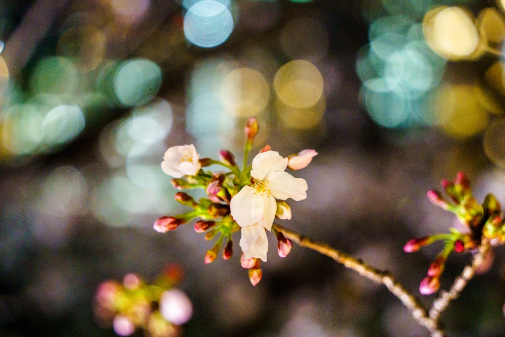 a close up of a flower on a tree branch