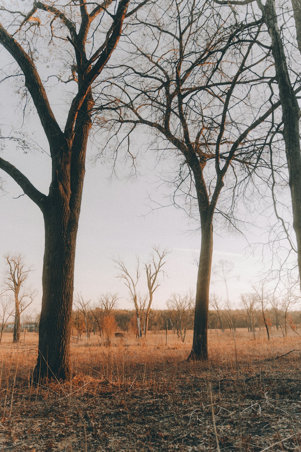 a couple of trees that are standing in the grass