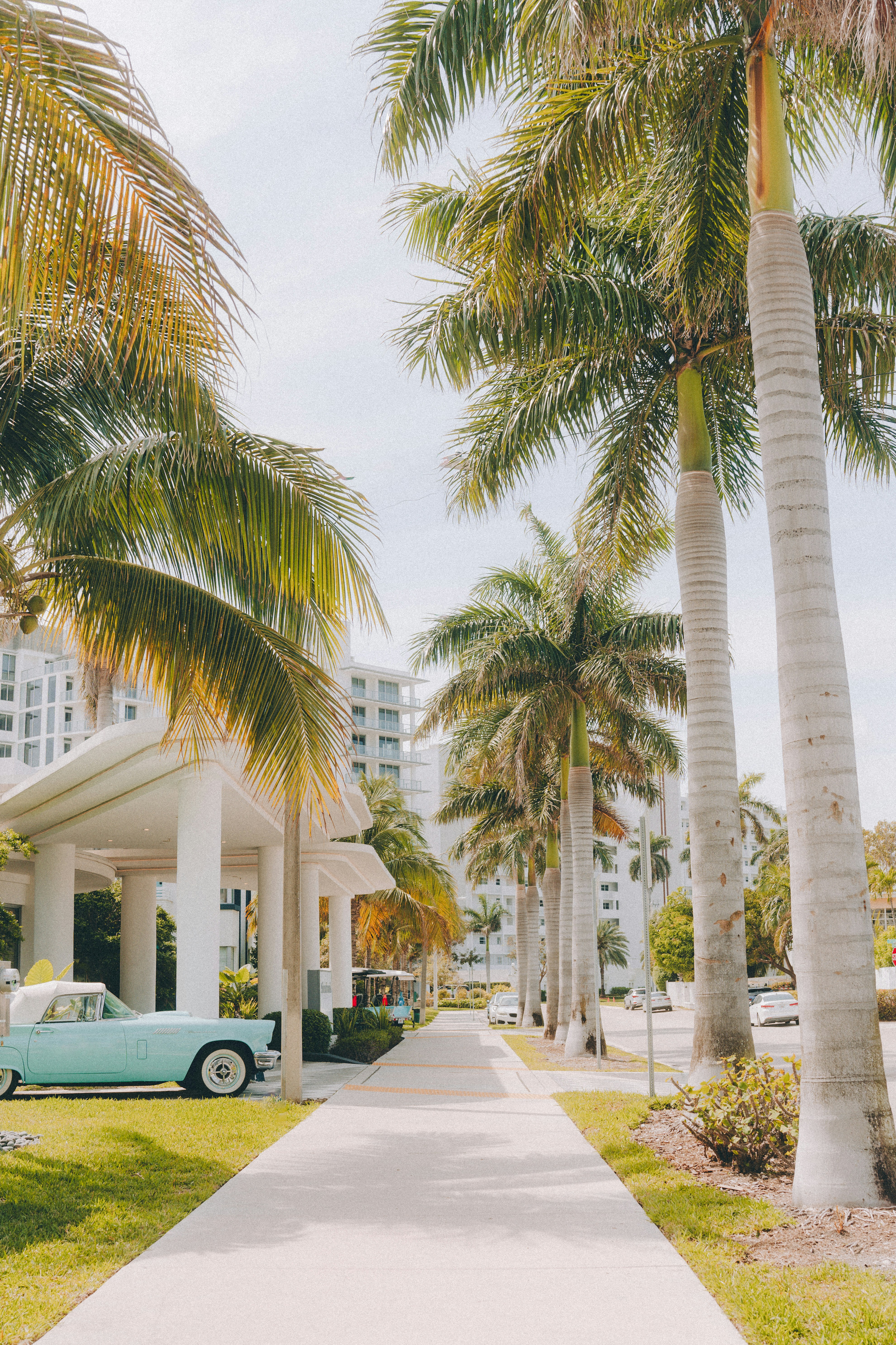 Ein blaues Auto, das am Straßenrand neben Palmen geparkt ist