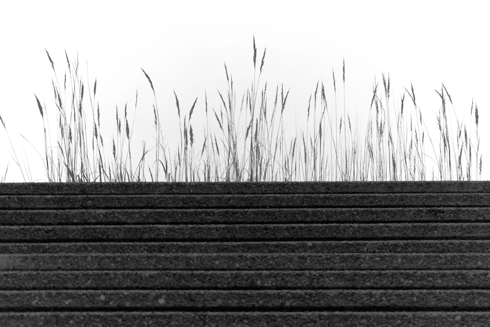 a black and white photo of tall grass