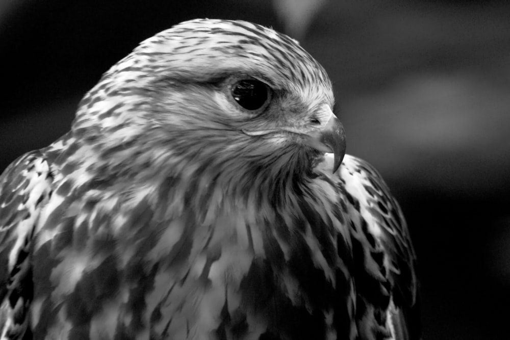 a black and white photo of a bird of prey