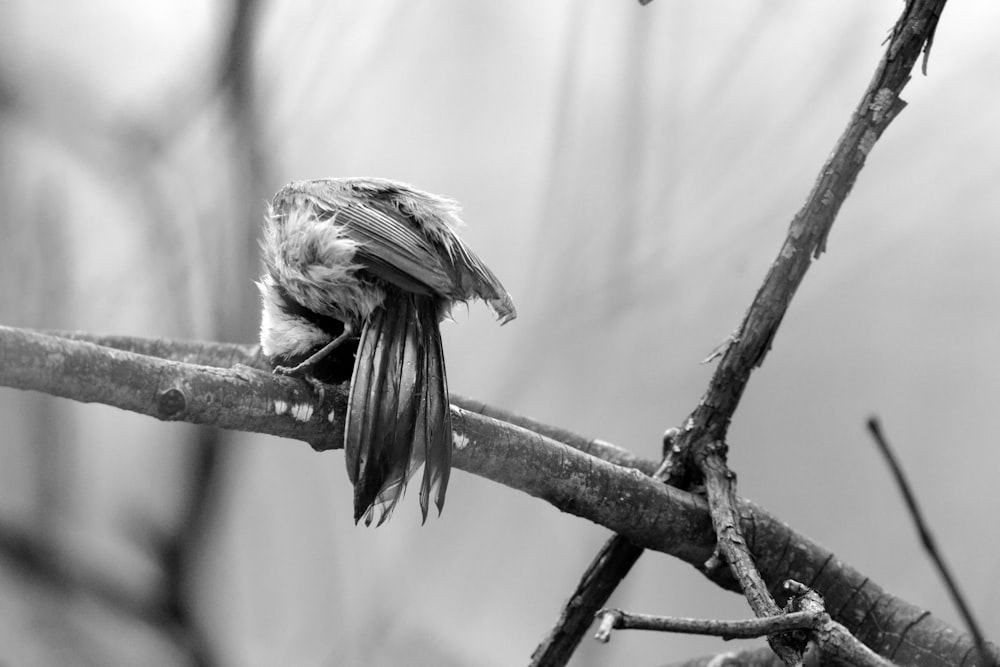 a black and white photo of a bird on a branch