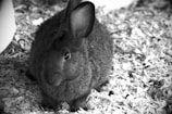 a black and white photo of a rabbit