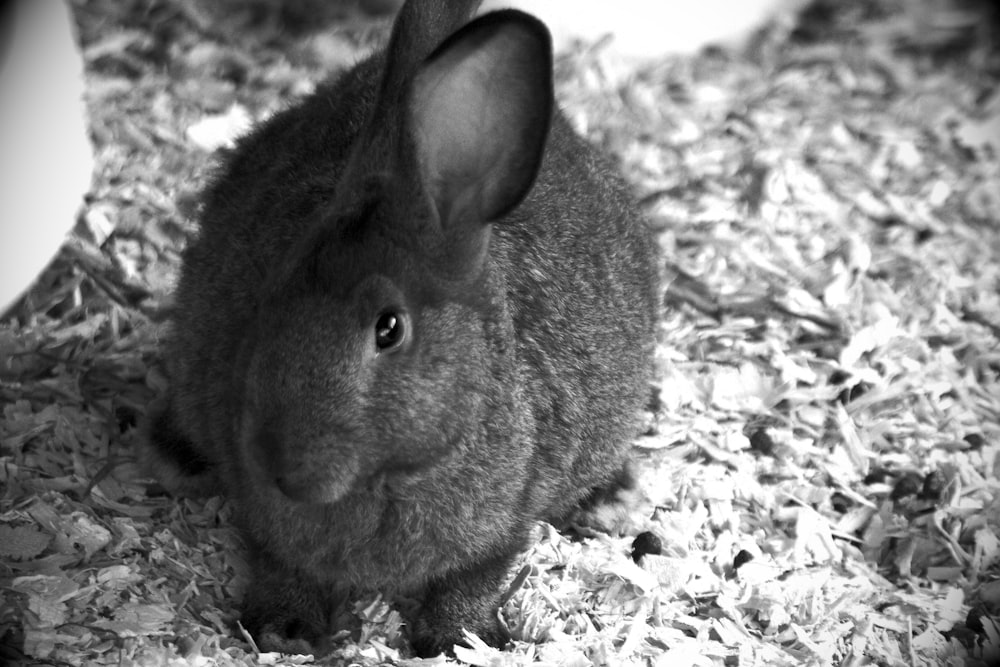 a black and white photo of a rabbit