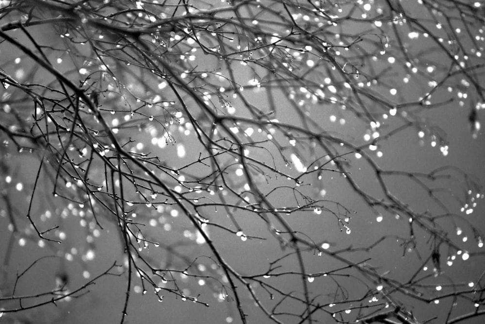 a black and white photo of raindrops on a tree
