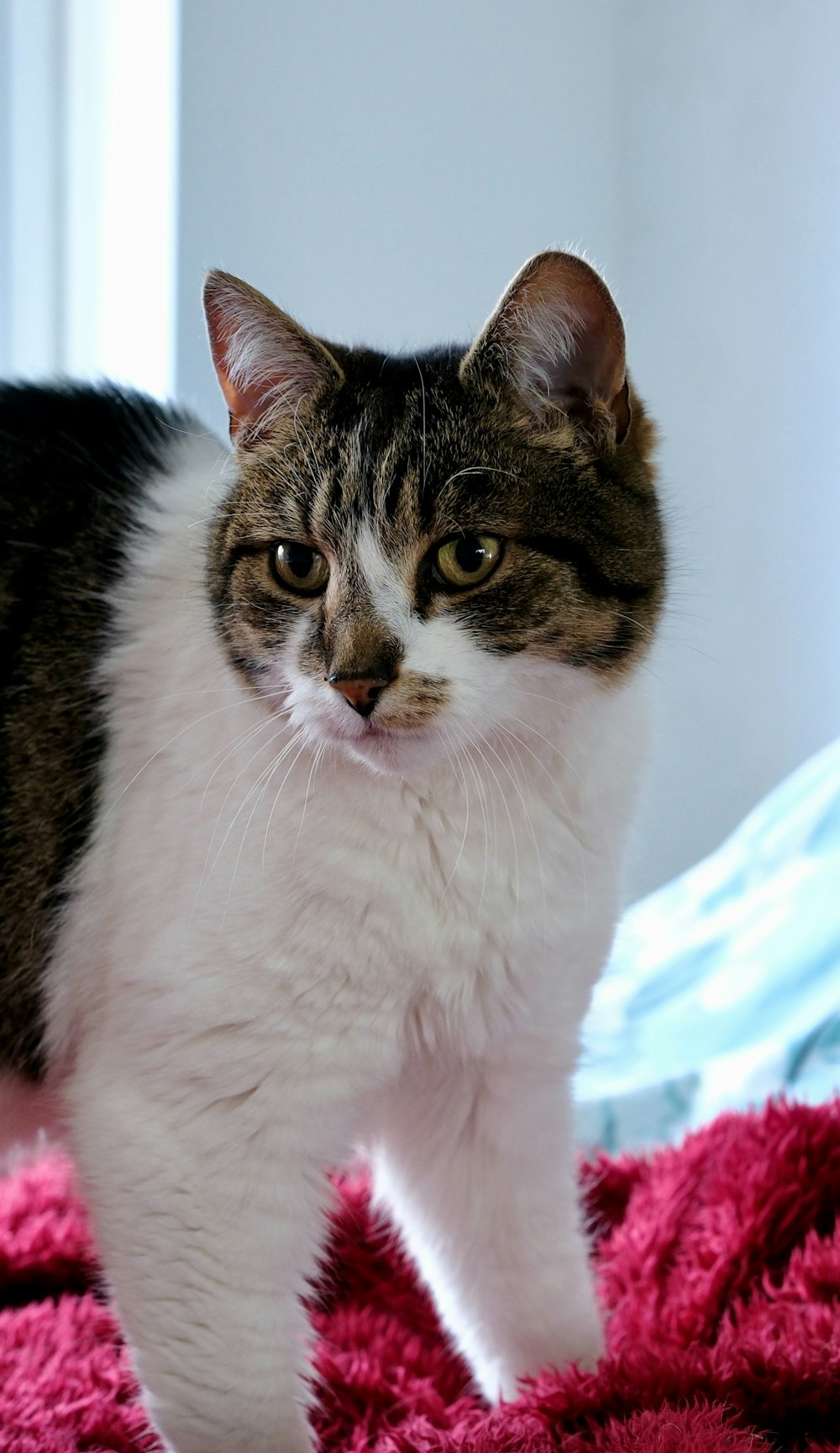 a cat standing on top of a pink blanket