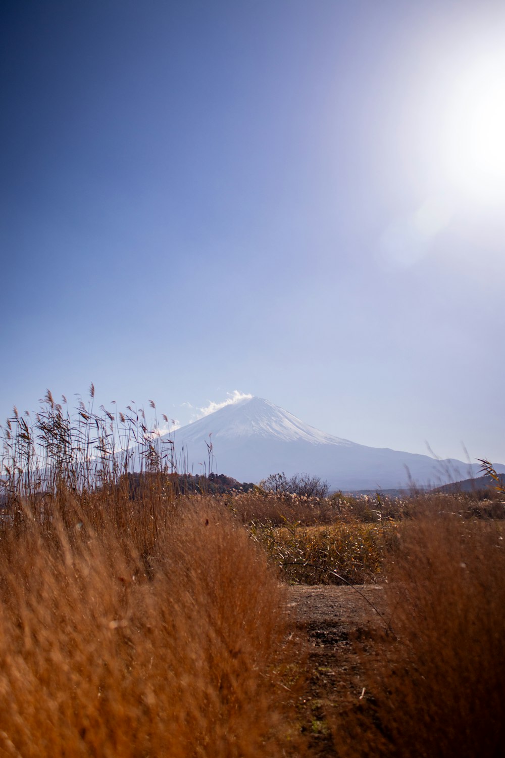 a field with tall brown grass and a mountain in the background