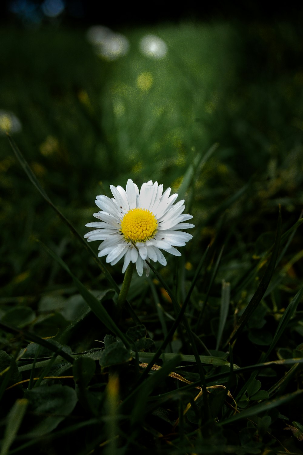 a single white daisy sitting in the grass