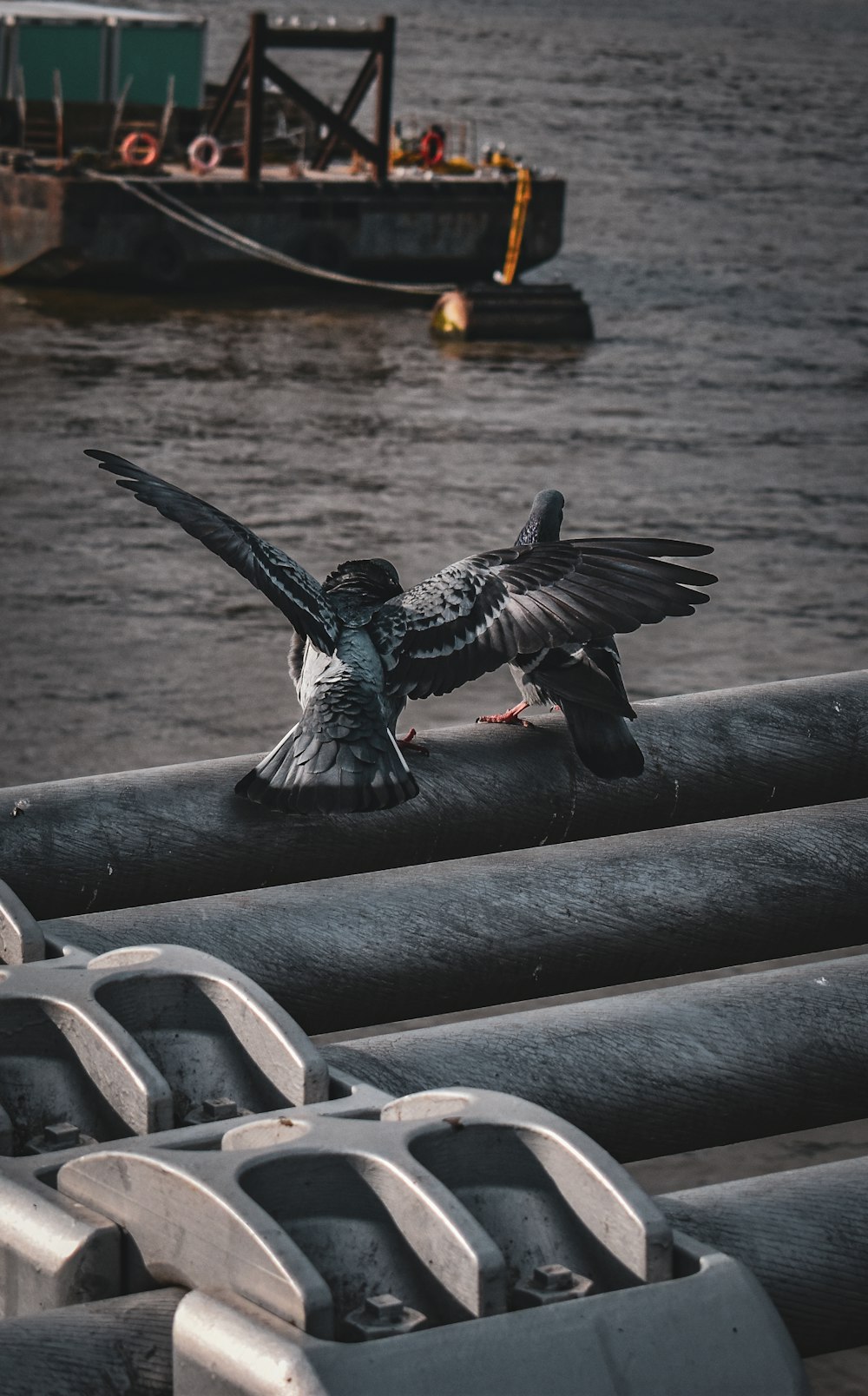 a black and white bird flying over a boat