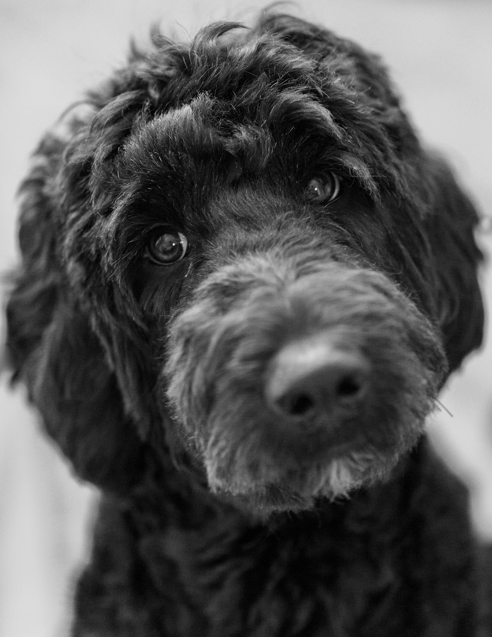 a close up of a dog's face looking at the camera