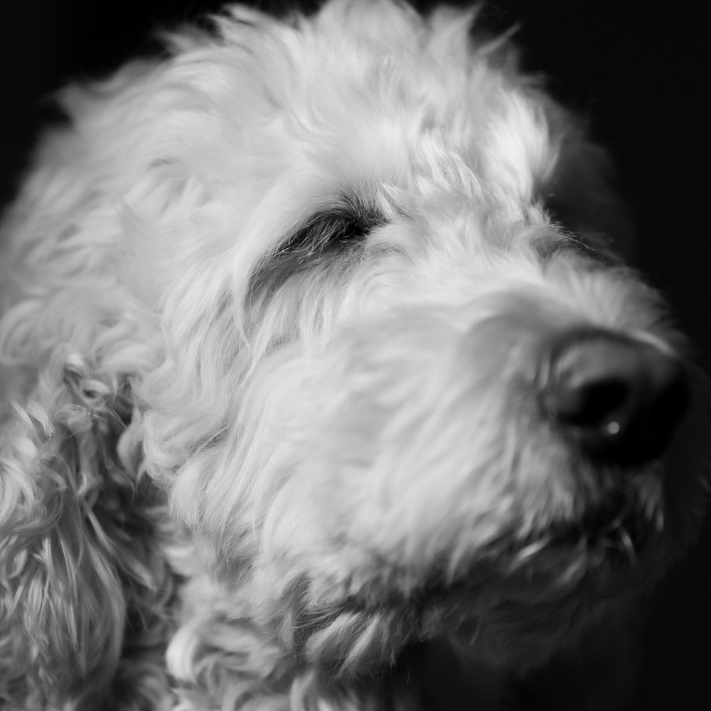 a close up of a dog with a black background