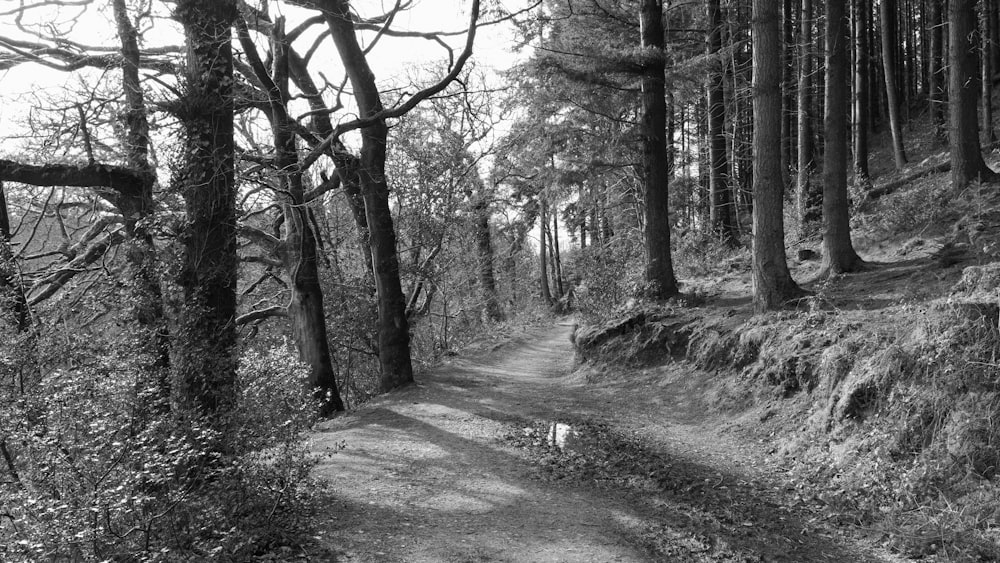 a black and white photo of a path in the woods