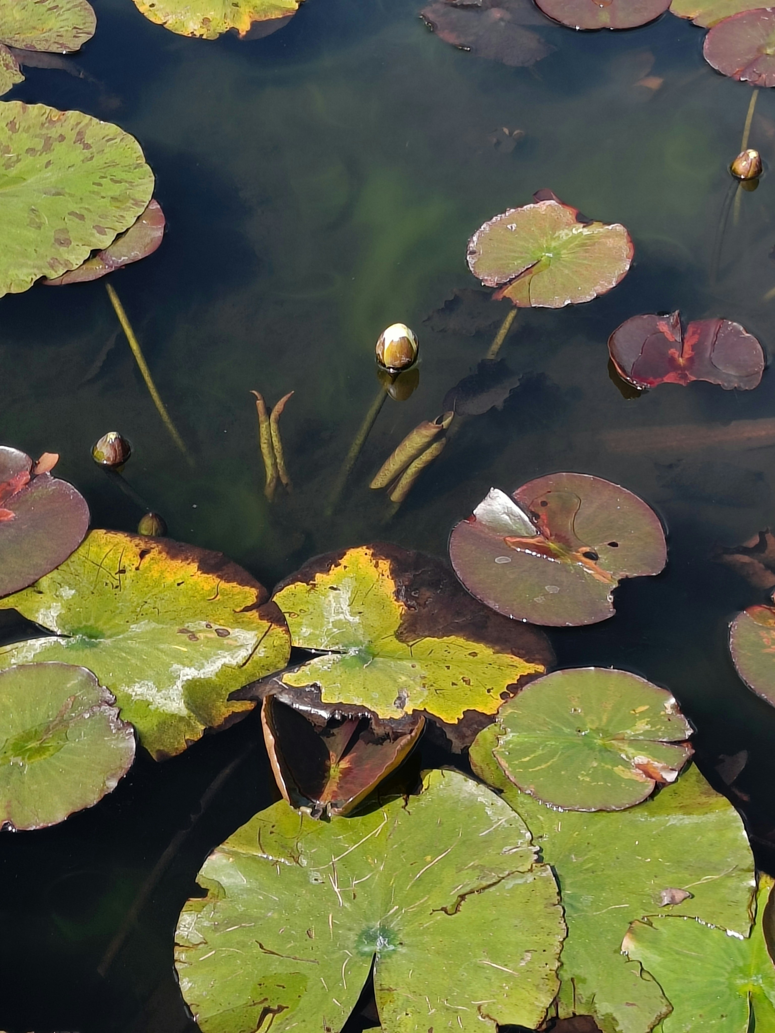 Photo by happylittlemantis