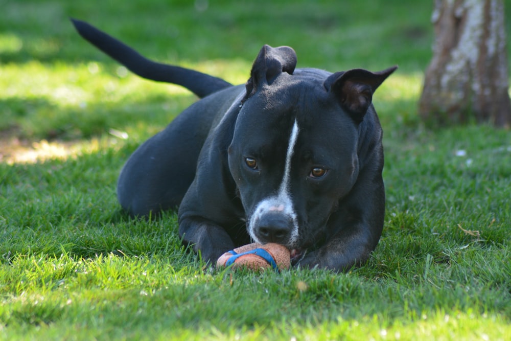 a dog laying in the grass with a ball in its mouth