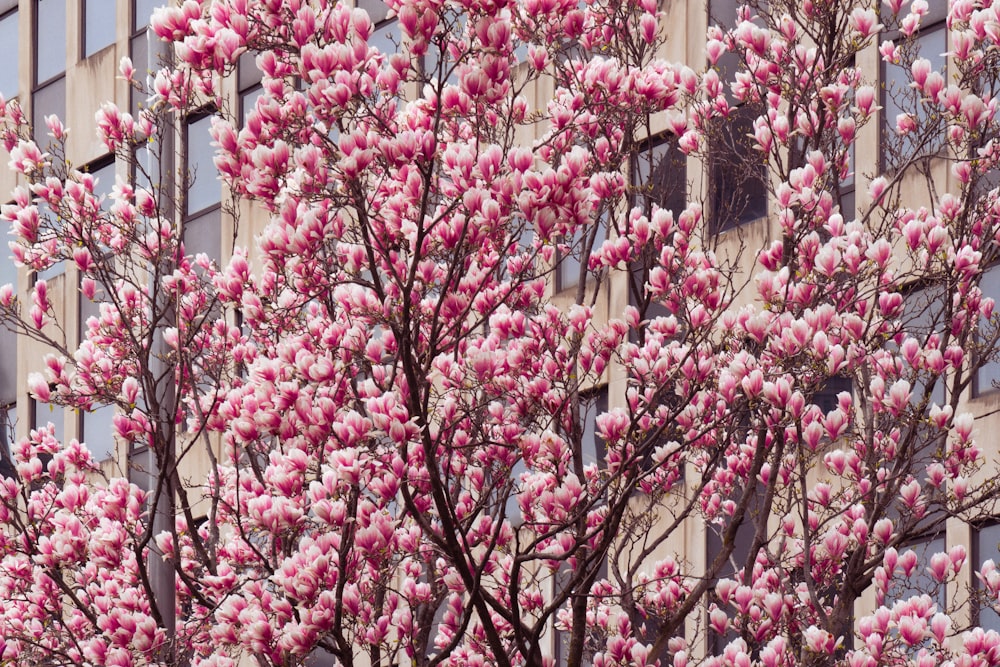 a tree with pink flowers in front of a building