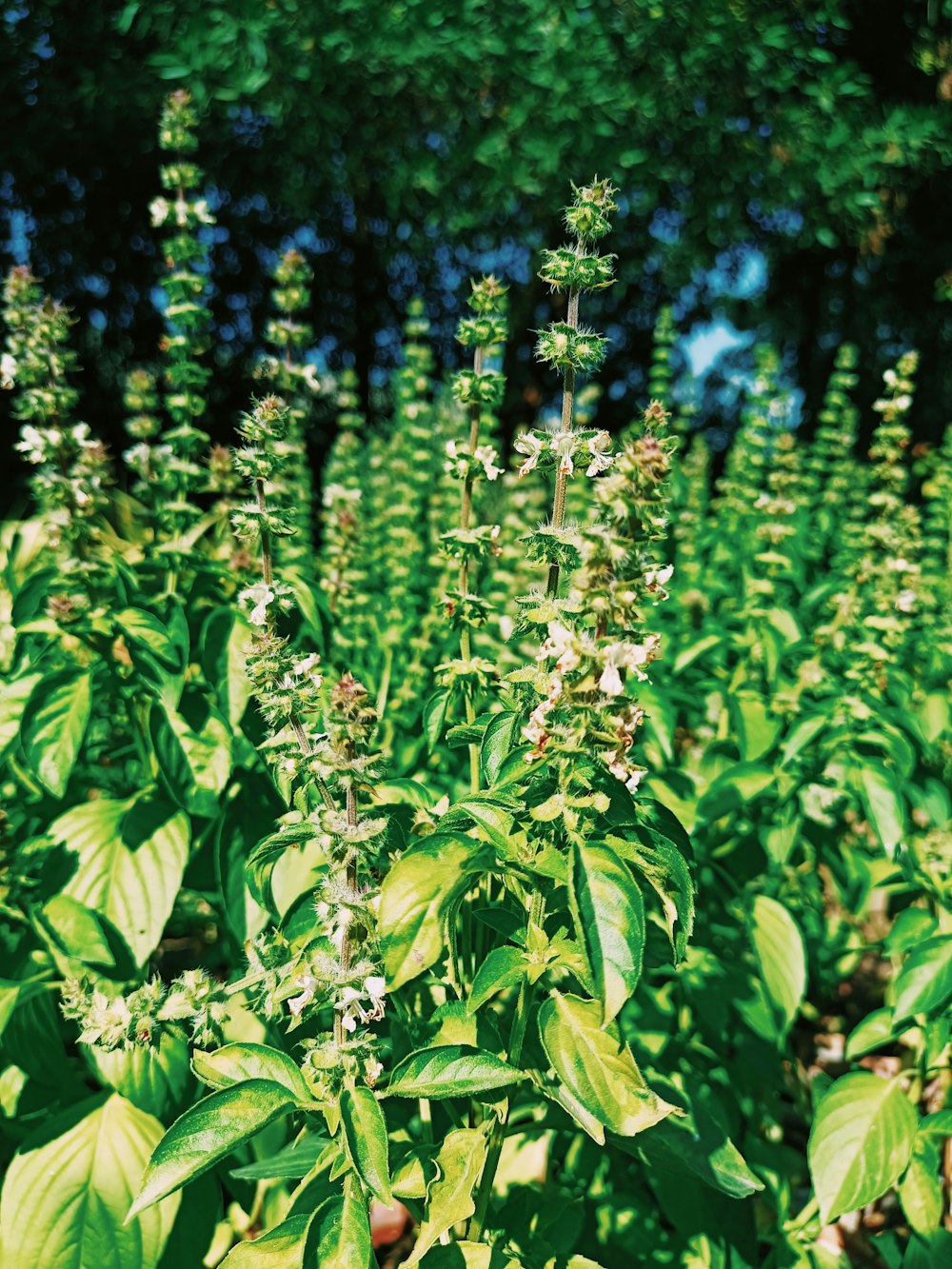 a field full of green plants with white flowers