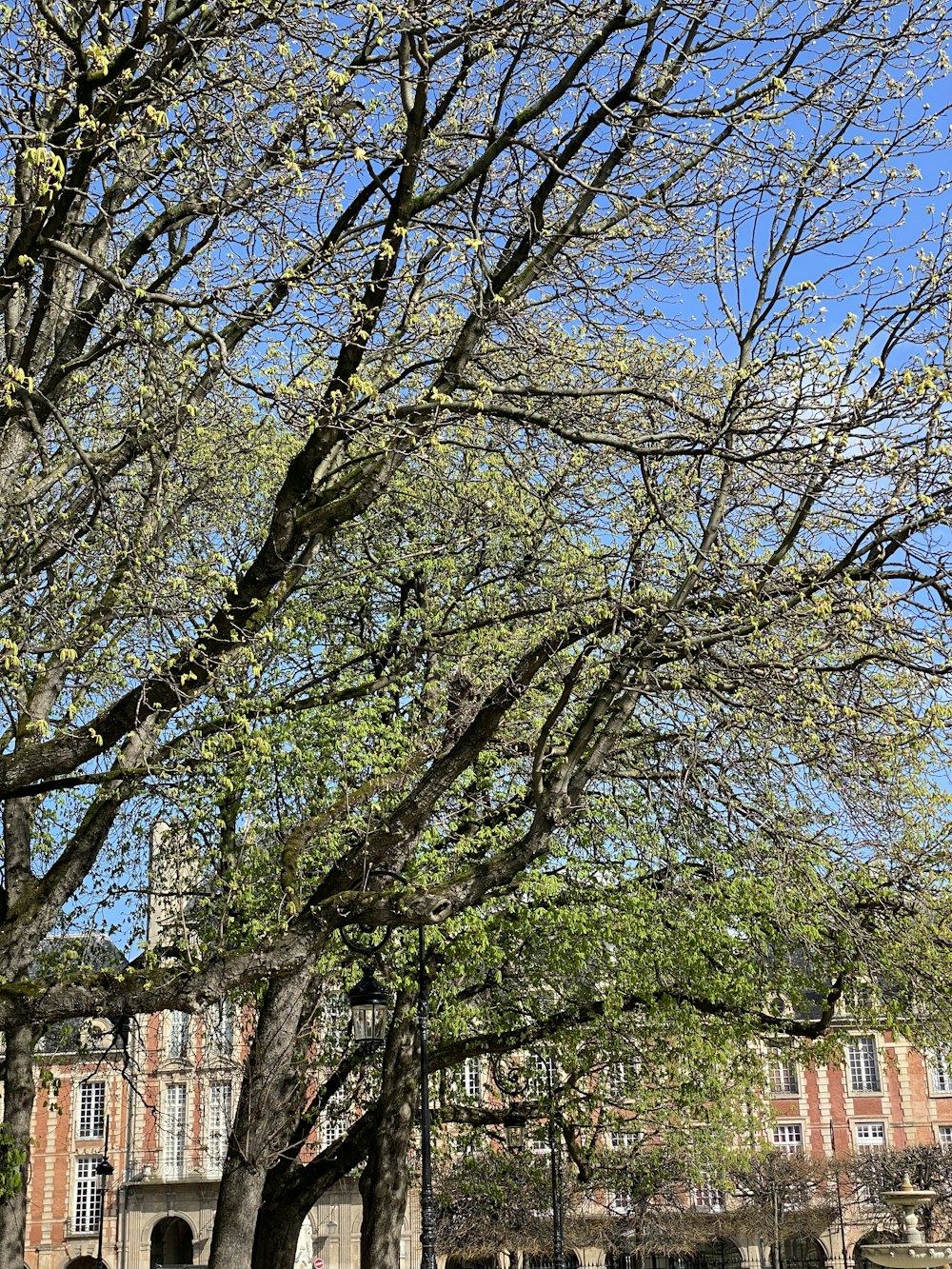 a park bench under a leafless tree in front of a building