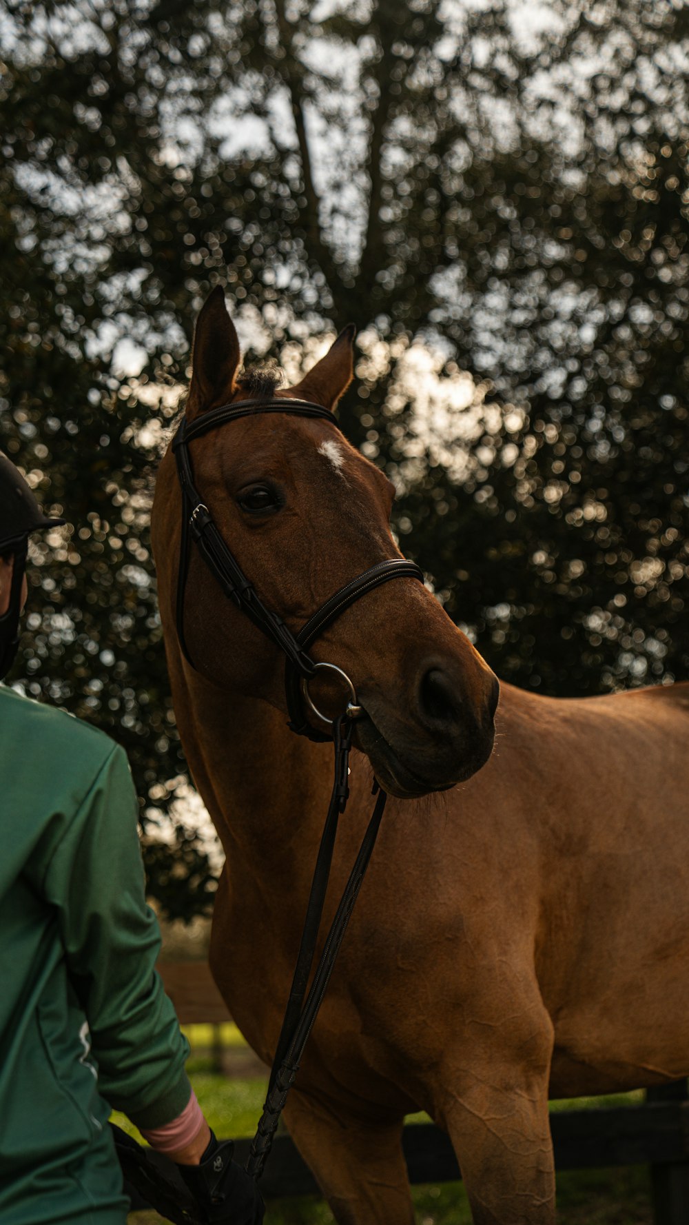 a man standing next to a brown horse