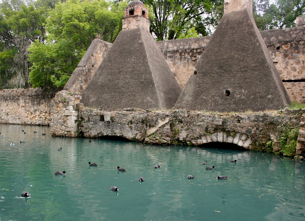 a bunch of birds that are in the water