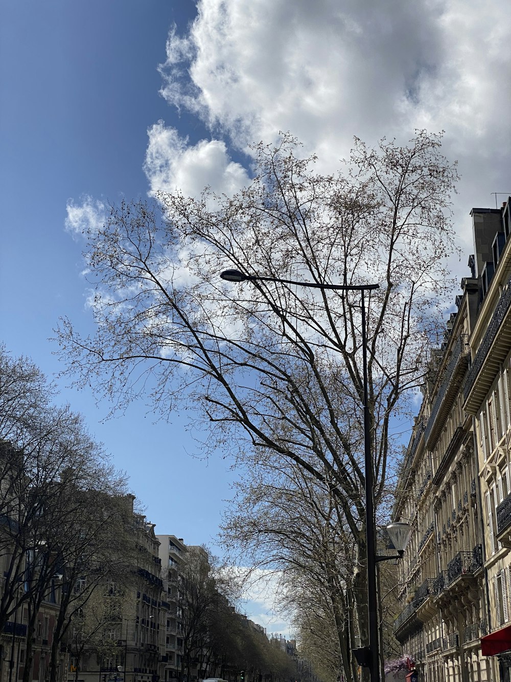 eine Stadtstraße mit einem Baum in der Mitte