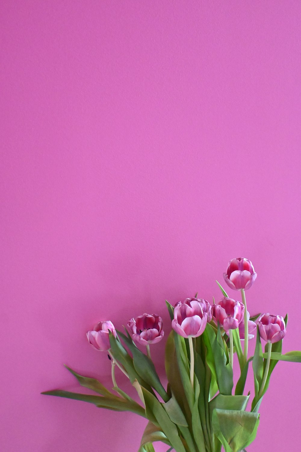 a vase filled with pink flowers against a pink wall