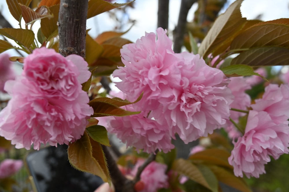 a close up of pink flowers on a tree