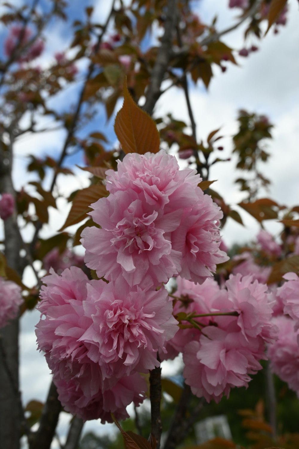 pink flowers are blooming on a tree