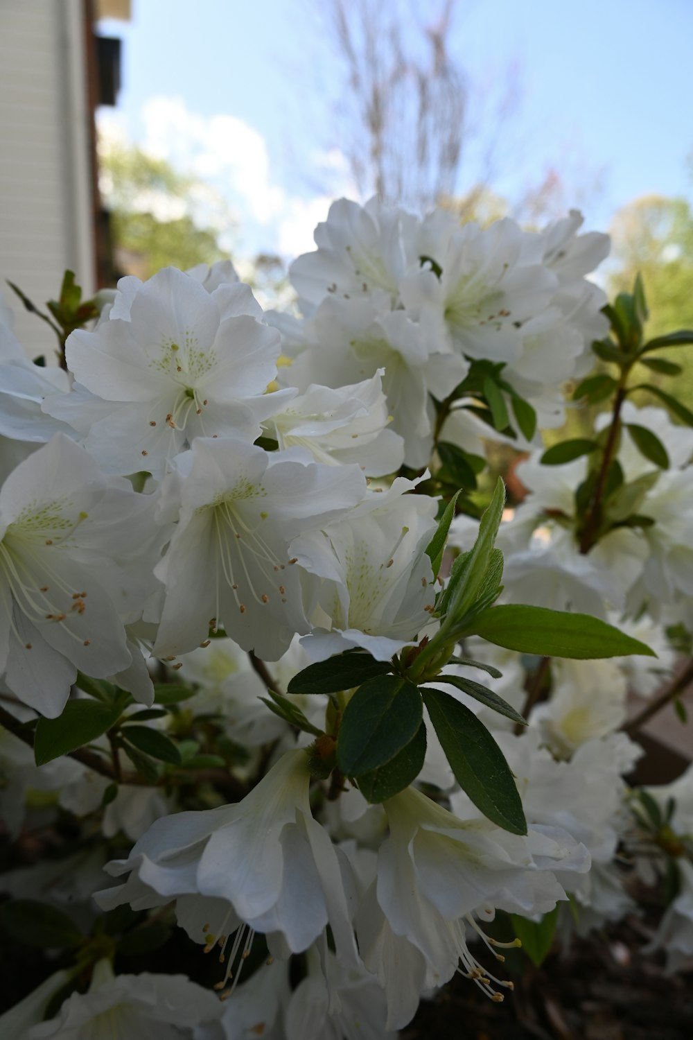 um ramo de flores brancas na frente de uma casa