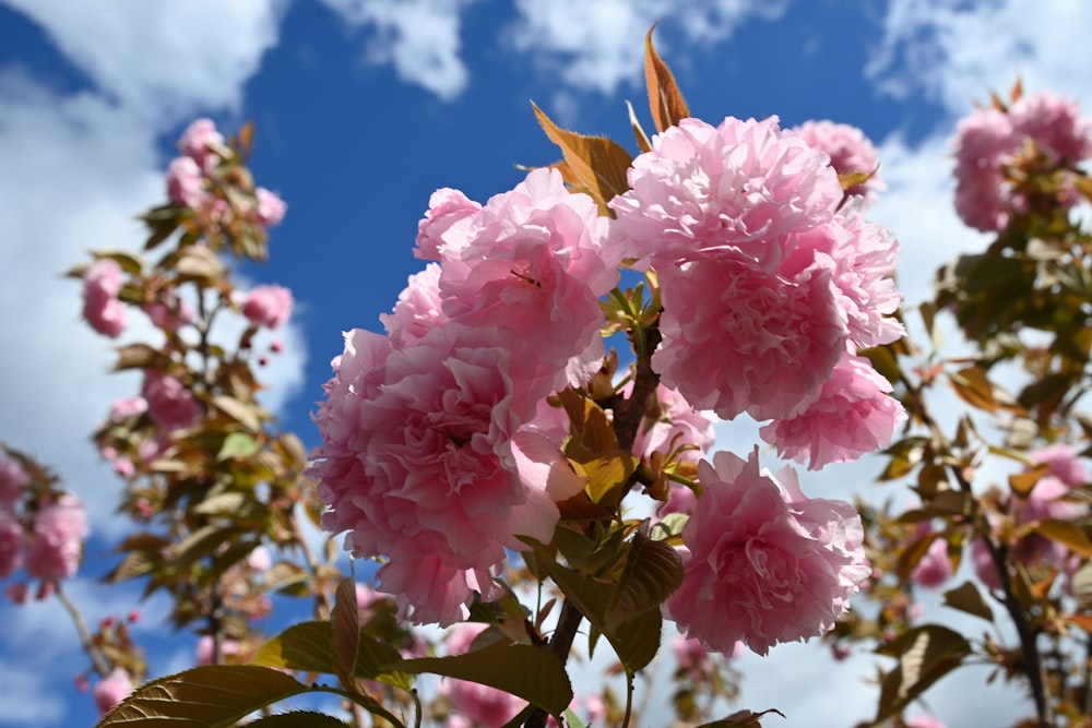 pink flowers are blooming on a sunny day