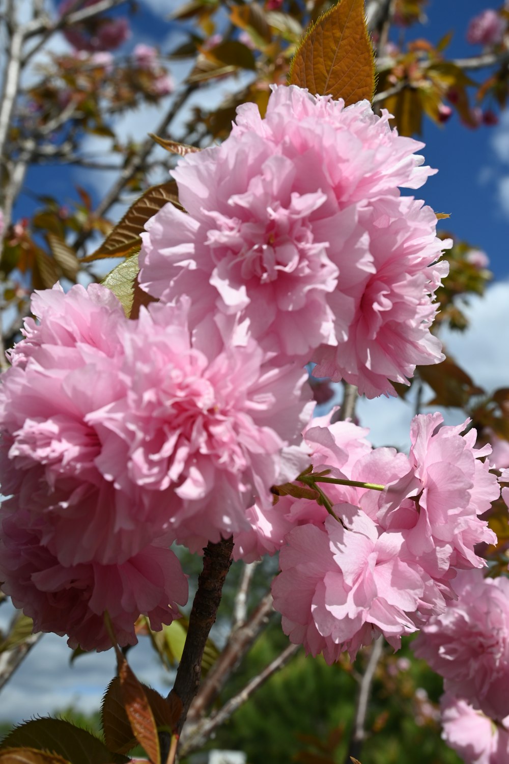 a close up of pink flowers on a tree