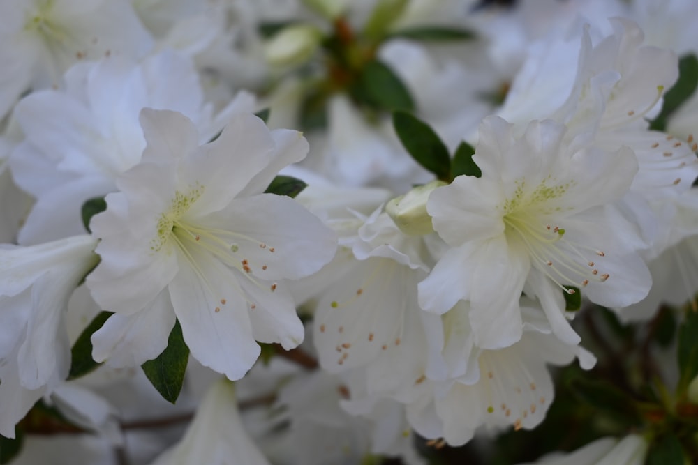 a bunch of white flowers with green leaves