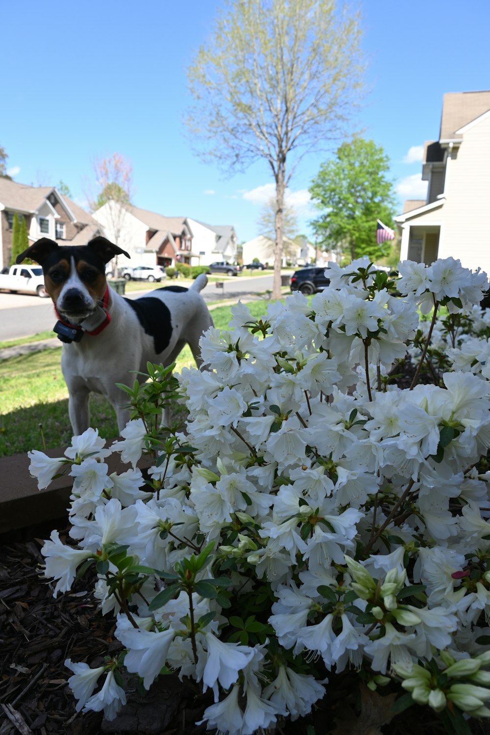 a dog standing in the middle of a flower bed