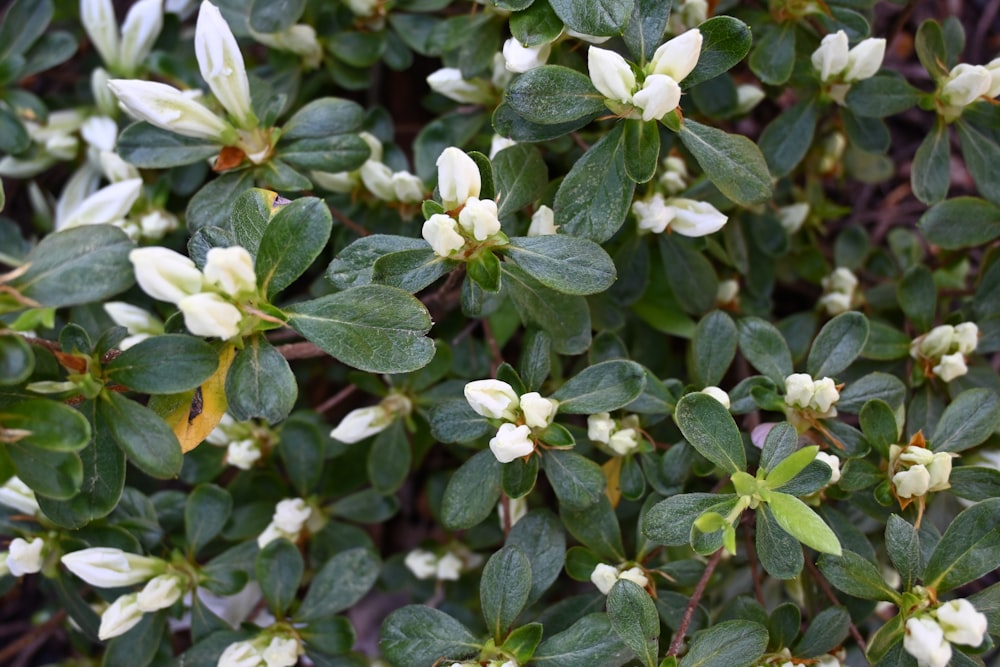 a bush with white flowers and green leaves