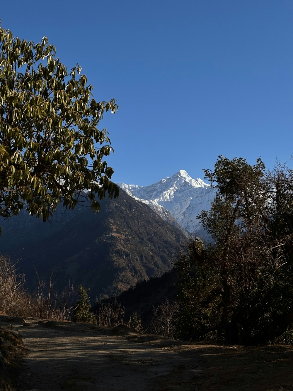 a view of a mountain range with a tree in the foreground