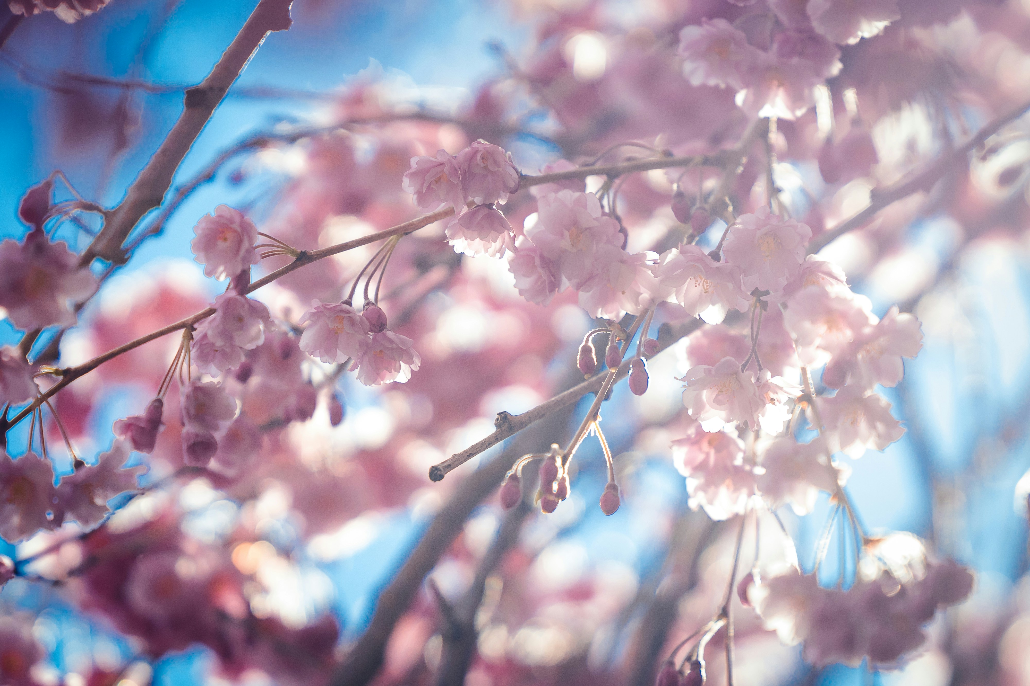 Photo by jade_rabbit_studios