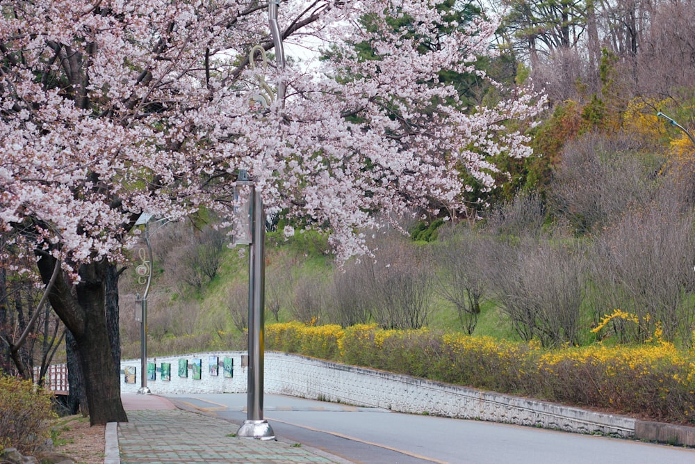 a tree with pink flowers on the side of a road