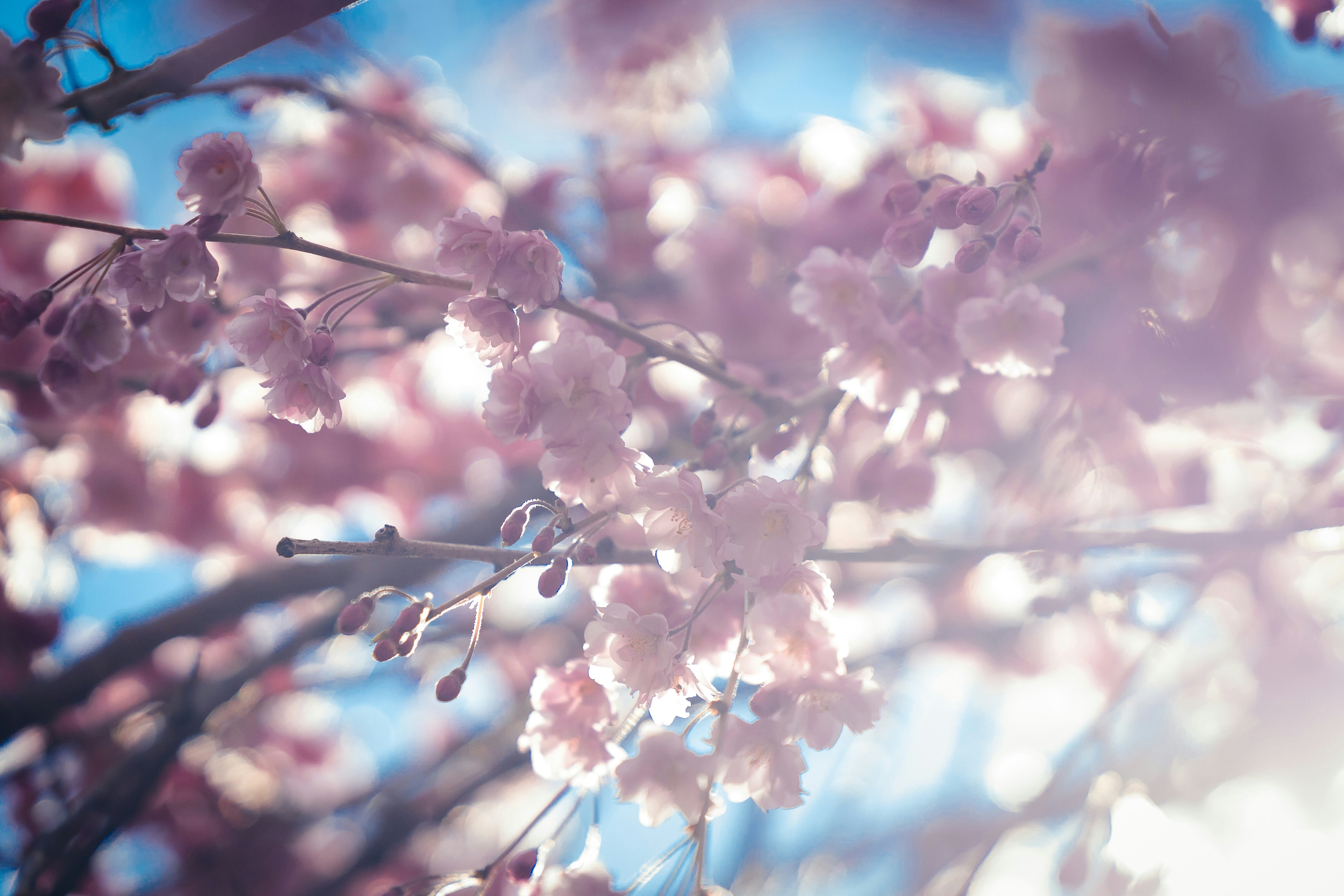 Photo by jade_rabbit_studios