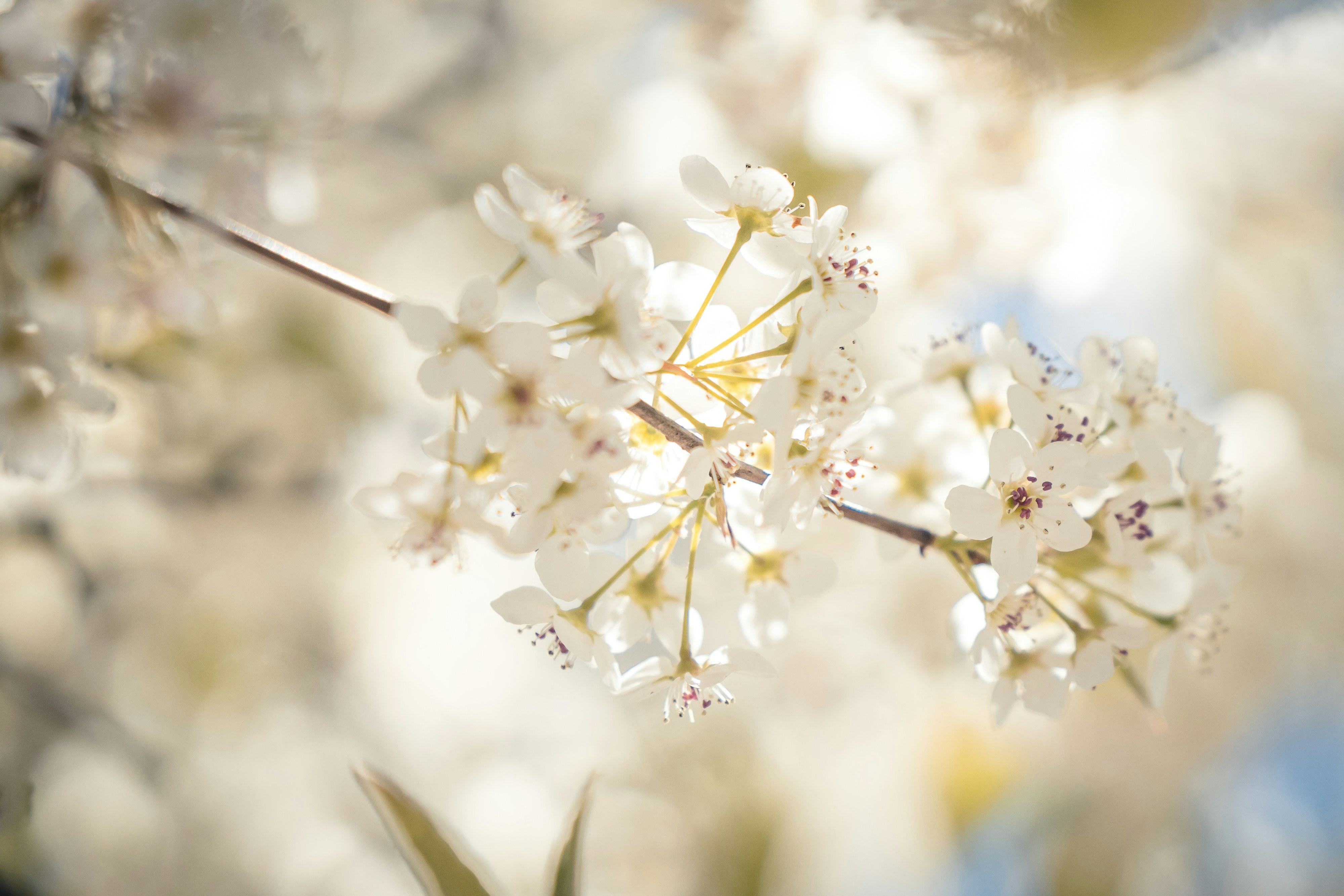 Photo by jade_rabbit_studios