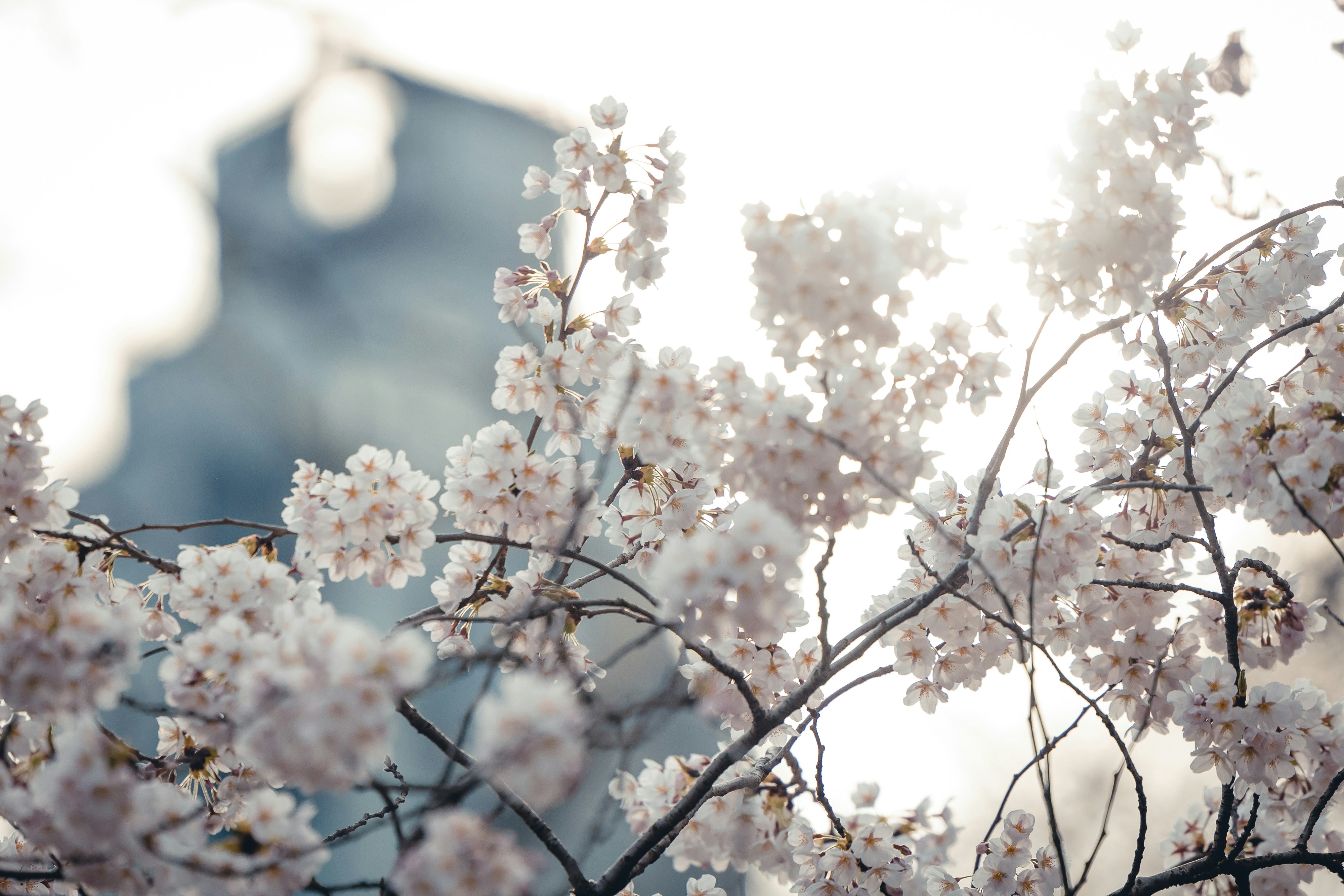 Photo by jade_rabbit_studios