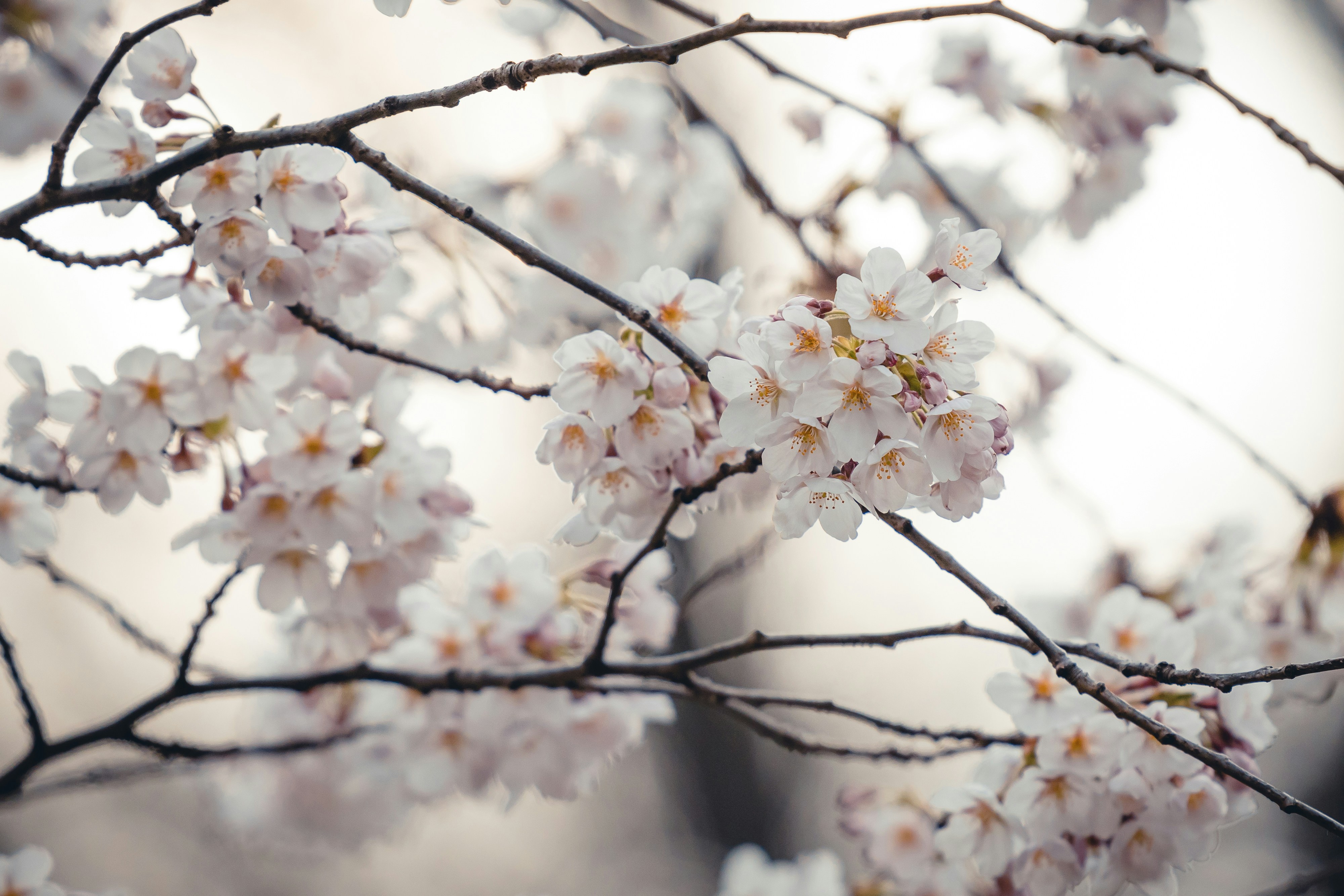 Photo by jade_rabbit_studios