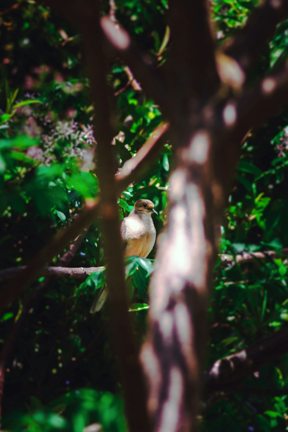 a bird sitting on a tree branch in a forest