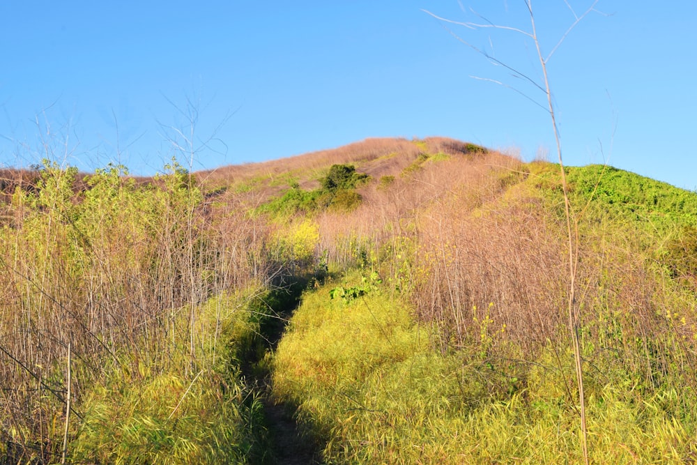 a trail going up a hill in the woods