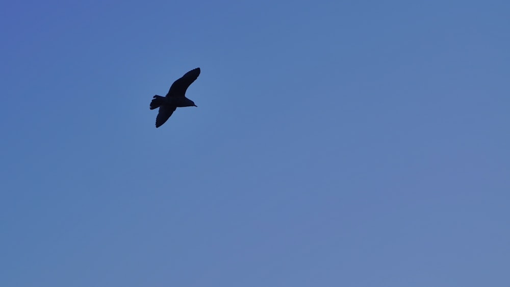 a large bird flying through a blue sky