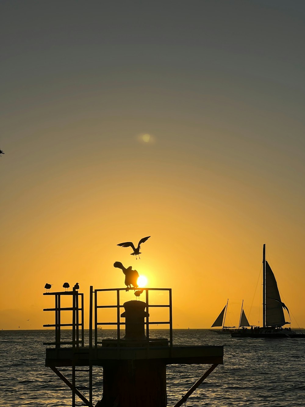 a flock of birds flying over a body of water