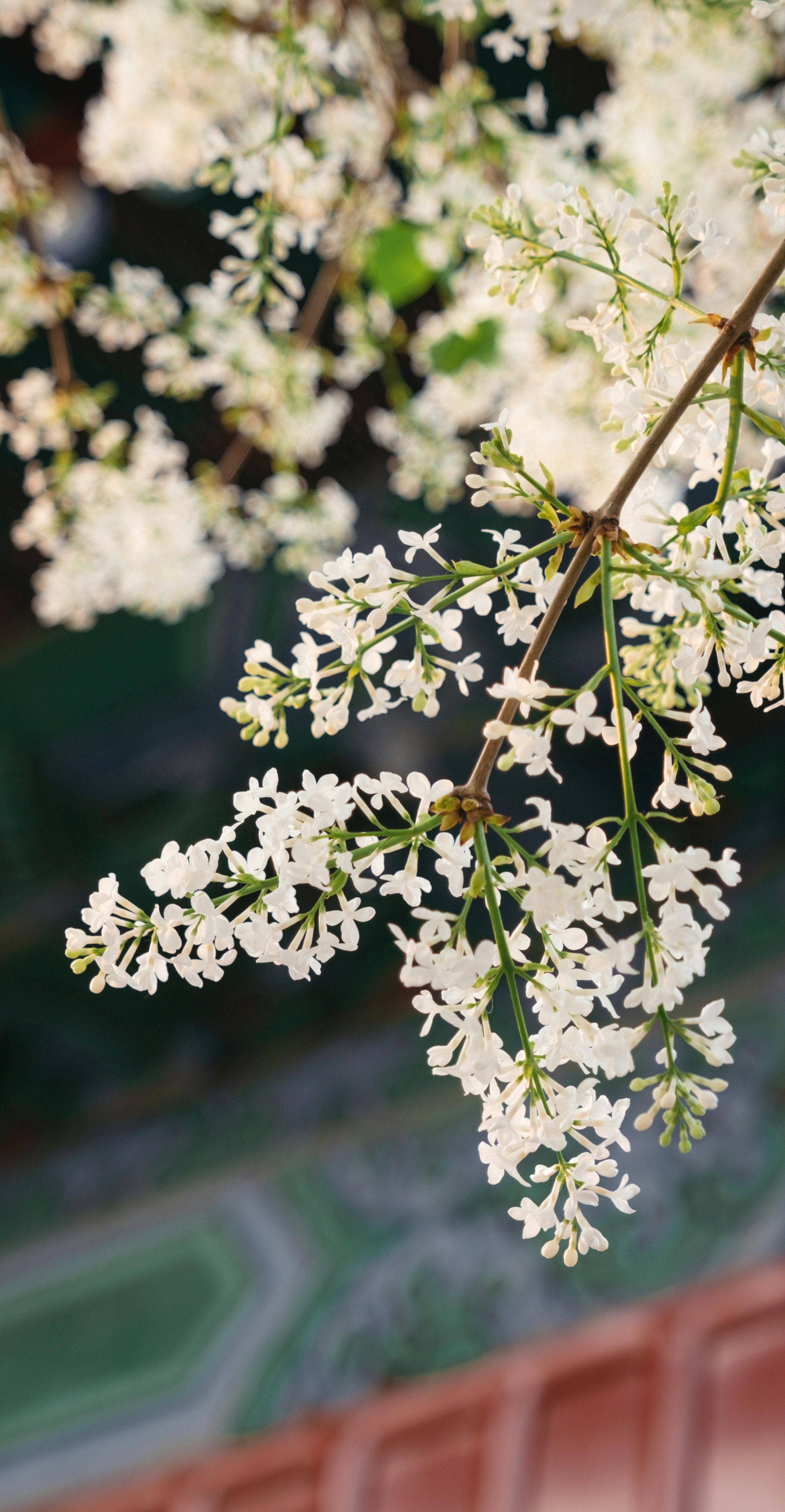 Photo by xiaomie99999